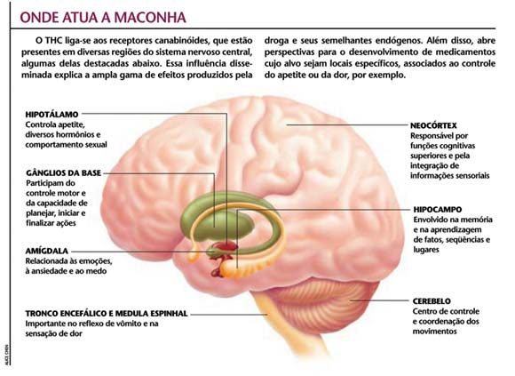 Como funciona a maconha e o que ela faz com seu corpo