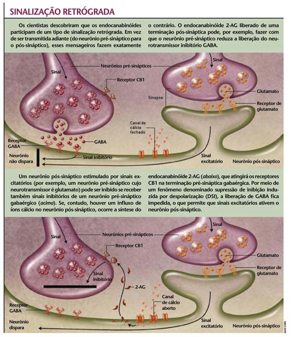 Anandamida, o neurotransmissor da felicidade produzido pelo nosso